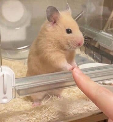 Quşlar: Suriyalı hamster – mehriban və sakit xasiyyətli, ev şəraitində asan — 2