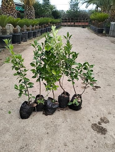 apelsin agaci: 🌿 Həmişəyaşıl Tinglərin Rəsmi Satışı 🌿 ✔ Hündürlük: 35–40 sm ✔ — 1