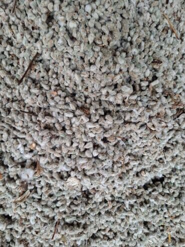 Yüksək keyfiyyətli çiyid. Hal-hazırda məhsul çoxdur. İri həcmli