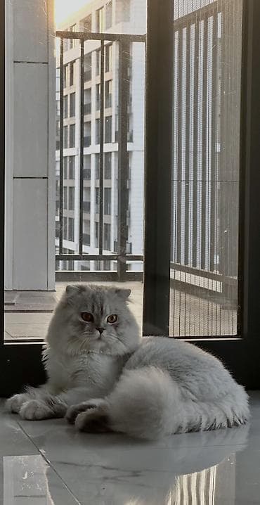 Şinşilla, Erkək, Cütləşmə üçün lalafo.az -da Şinşilla, Erkək, Cütləşmə üçün
