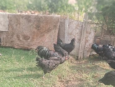 goyercin satisi 2019: Avstrolop toyuqları satılır.Fərələr yeni yumurtaya düşüb — 5
