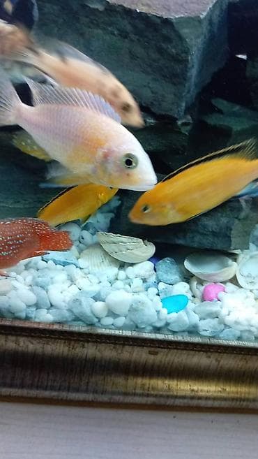 Limon fayfiş multikalor ləpart