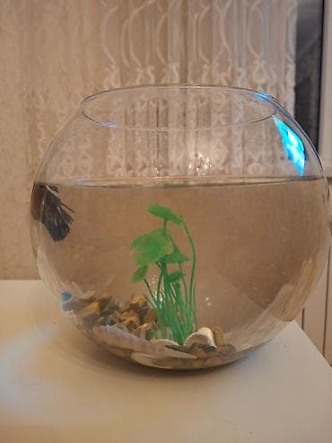 yeməy: Şüşə akvarium dəsti – Beta balıq (mavi rəng) - Dairəvi (kürə formalı) — 8