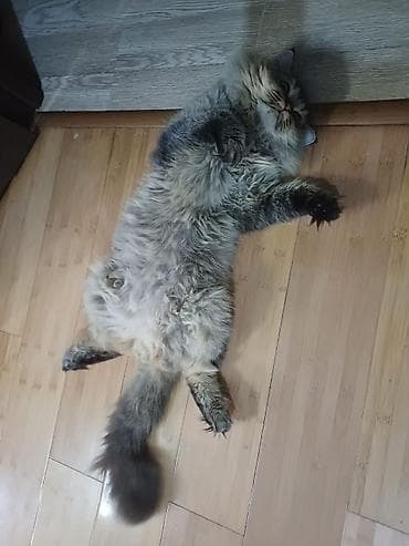 Собаки: Tüklü rengi kul rengi şotland sortu yaş yarım ev şəraitində boyun quma — 8