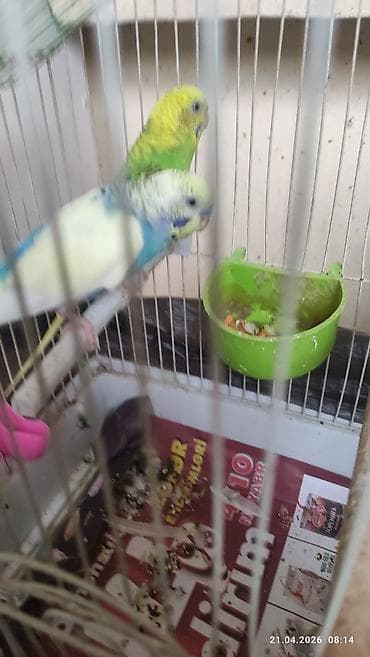 qurdbasar satisi: Pauqaylar satılır ev şəritinde saxlanılır — 5