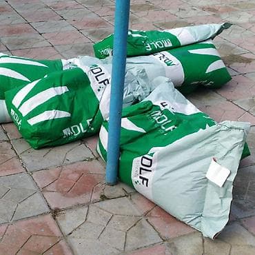 gül toxum satışı: Super qazon enli yarpaq sıx və alaqsız hörmetli ve deyerli — 4