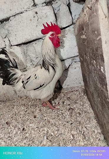 serebrist toyuq: Toyuq, Damazlıq — 7