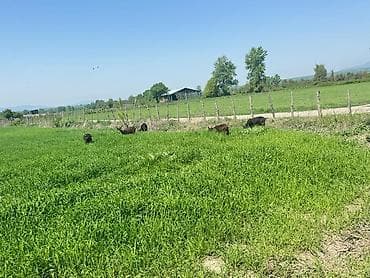 Murçiano keçi sürüsü. Qiymetlər 250 den başlayır — 7