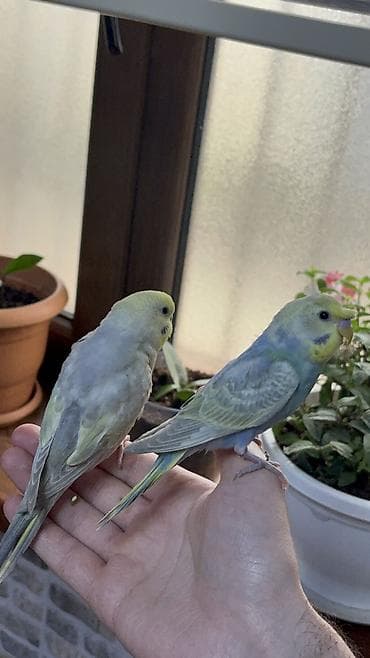 popugay: 2 ədəd 1 ay yarımlıq gözəl rəngli RAİNBOW tutuquşu. Ələ öyrətməyin tam — 8