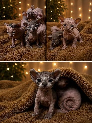heyvanlar: Sfinks — 3