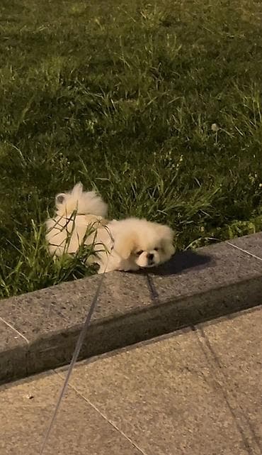 kuckar ov iti: Pekines, 5 ay, Erkek, Peyvəndli, Pulsuz çatdırılma — 4