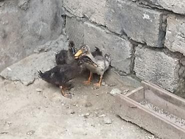 şabo xoruz: Salam şəkil diqqət ücndü 4 ədəd ördək balası satlır parterdə olar — 3