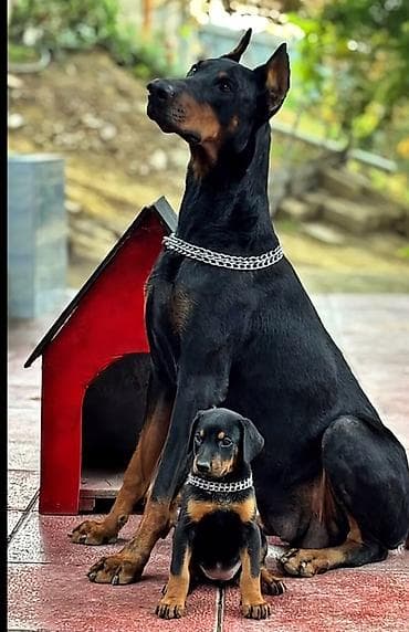 heyvan bazari: Doberman, 1 ay, Peyvəndli — 3
