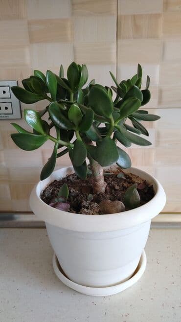 ətirşah bitkisi: Qazonlarınızı və bağlarınızı bəzəmək üçün uygundur. Gözəl görünüşü ilə — 4