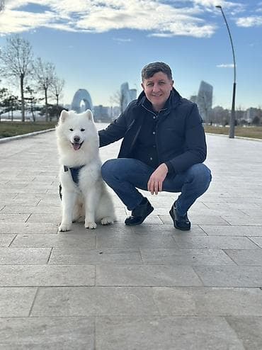 Samoyed, 1 il, Erkek, Cütləşmə üçün lalafo.az -da Samoyed, 1 il, Erkek, Cütləşmə üçün