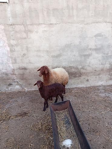 Кошки: Qoyun və quzu cütü - Cins: yerli ət-yun istiqamətli qoyun - Rənglər — 2