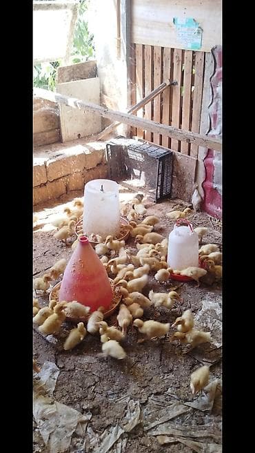 Другие птицы: Salam tam saqlam pekin kuban ordeklerdi 20 gunlukduler. Qiymet 2.70 — 1