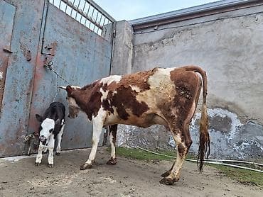 Atlar: 14 litir süd verir 7 gündü doğub 3 qarına doğub balası erkəydi — 5