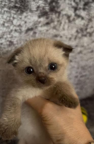 ereb ati satilir: Siam, Erkək, Dişi — 4