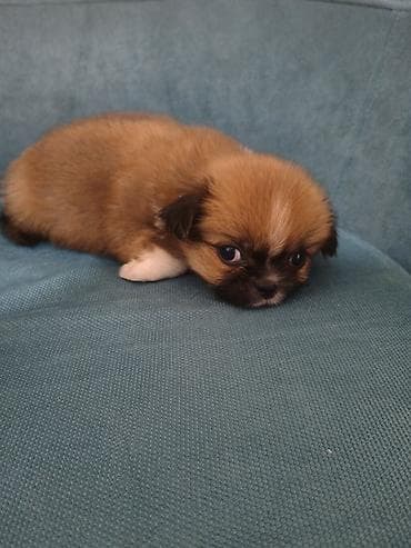 ağ afcarka: Pekines, 3 ay, Ünvandan götürmə — 1
