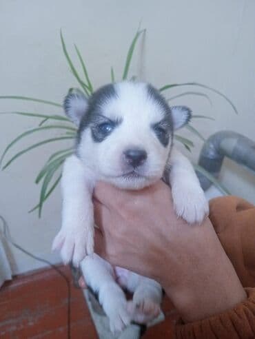 купить хаски щенка: Хаски — 1