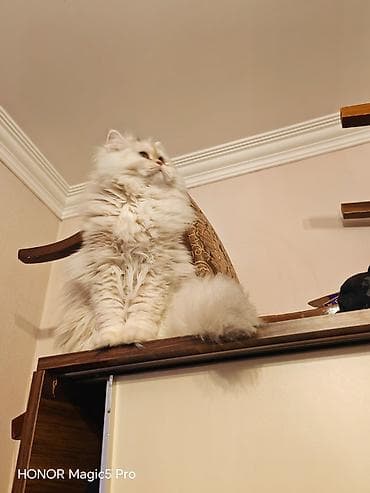 pişik cutləşdirilir: Şinşilla — 3