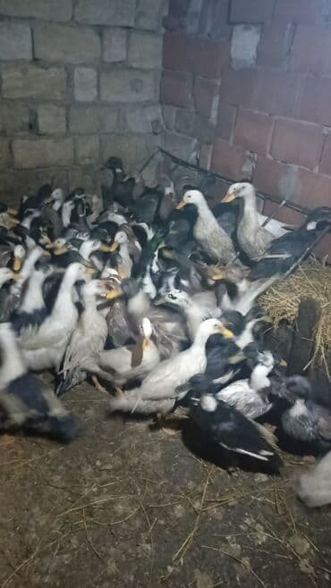 ağ ördək: Erkək, Damazlıq — 5