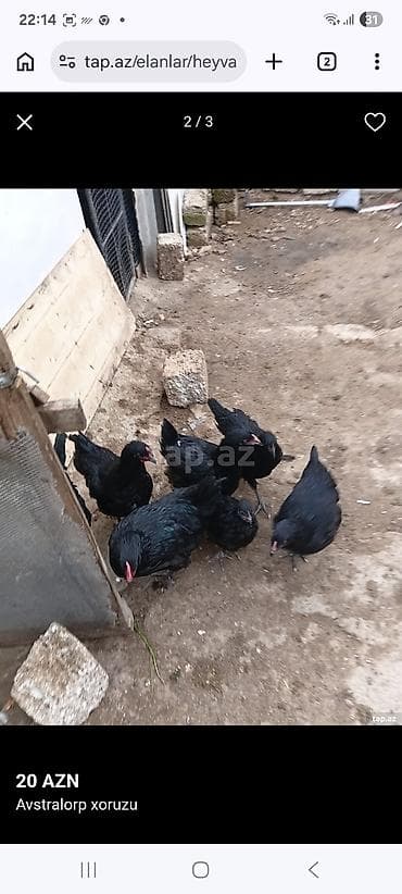 toyuq dami: Avstralorp cinsindən 5 fere 2 xoruz 4 ayligfilar temiz cinsdi - — 4