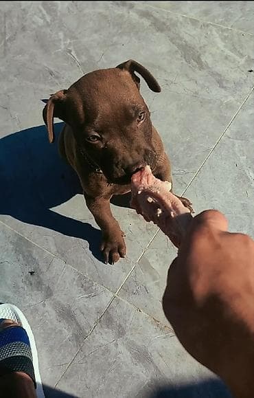 it satislari: Pitbul, 8 ay, Erkek, Ünvandan götürmə — 7
