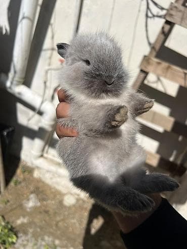 satlıq atlar: 1 aylıq çox şirin dovşan satılır 🐰✨ Tam sağlamdır, çox sakit və — 4