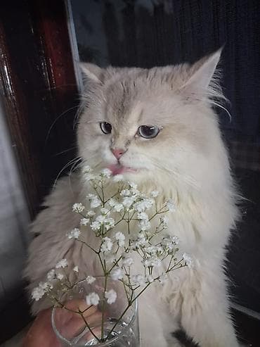 şinsilla: Qızıl şinşilla, Erkək, Cütləşmə üçün, Ünvandan götürmə — 2