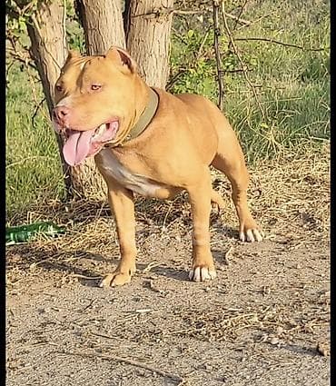 itlə barter: Pitbul, 1 il, Erkək, Peyvəndli, Ünvandan götürmə — 3