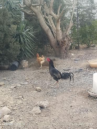 Toyuq, Damazlıq, Ünvandan götürmə — 4