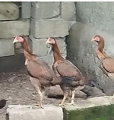 Kənd təsərrüfatı quşları: Heyratı fərələr 17 aylıq qanına söz ola bilməz hazırda yumurtlayırlar — 1