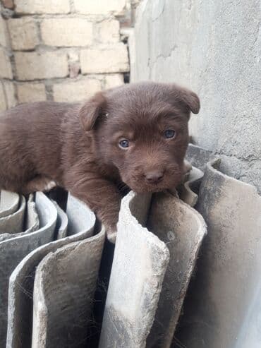 afcarka bala: Zvonok — 5