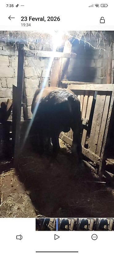 akvarium xırda balığı: Satılır: erkək dana Xüsusiyyətlər: - Növ: iri buynuzlu heyvan, erkək — 3