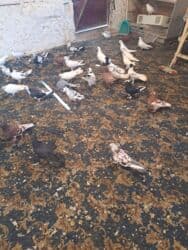 quş yuvasi: 4 manat Təsvir: - Növlər: müxtəlif rəng və naxışlarda ev/oyun — 15