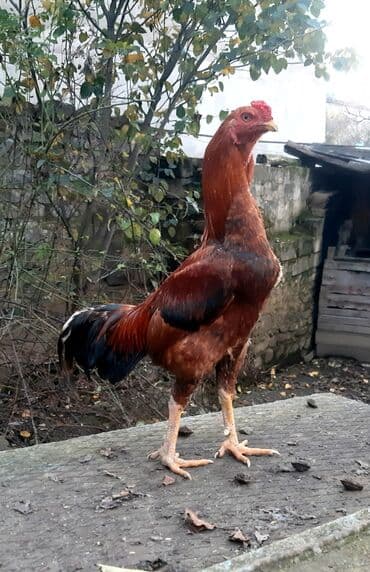 Salam Heyratı beçə 80 Heyratı sarıfete Fotoşəkillər Samsung Galaxy A7 — 4