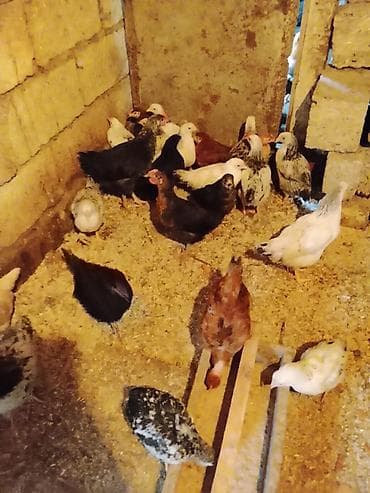 Цыплята: Курица, Для разведения — 3