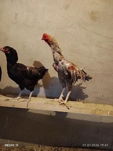 Heyrati Pleymut Yumurta satilir Shamo qarisigi ata Shamo Ana Brazilya