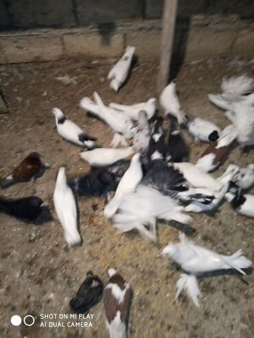 Göyərçinlər satılır sadə uçan quşlardı paqonular var cütü 10 man 15