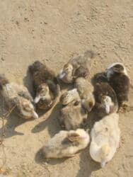 ördək balası satışı: Satılır 2 aylıqdır lal ördəkin balalarıdır 9 dənədir aktivdiler və — 6