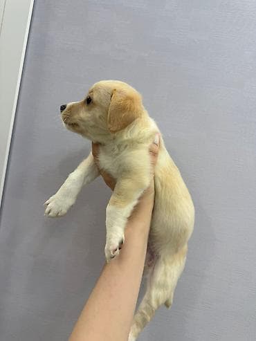 tap az heyvanlar itler: Retriever, 2 ay, Dişi, Peyvəndli — 3