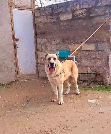 sir balasi satilir: Alabay, 1 il, Erkek, Peyvəndli, Ünvandan götürmə — 1