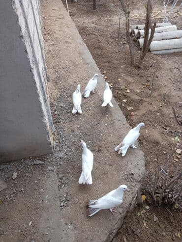 İtlər: Ağ rəngli göyərçinlər dəsti - Cins: dekorativ/ev göyərçinləri (tam ağ — 3