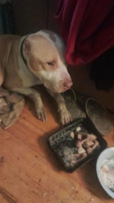 it ucun qurd dermani: Pitbul, 2 ay, Dişi, Peyvəndli, Ünvandan götürmə — 5