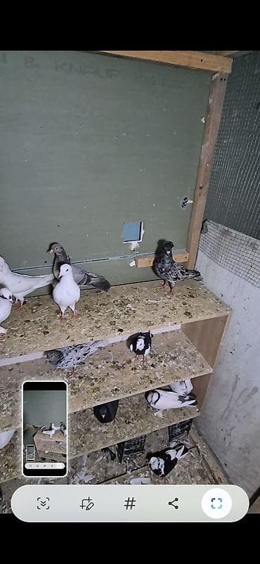 arpa bugda satisi: Salam olsun hər kəsə 6dənə tutulma heyvanlardı 6sı 70 manat ünvan bakı — 3