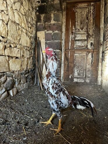 K/t heyvanları və malları: 7 ayna təzə keçib təzə təzə ban verir probu yoxdu real alıcıyla — 1