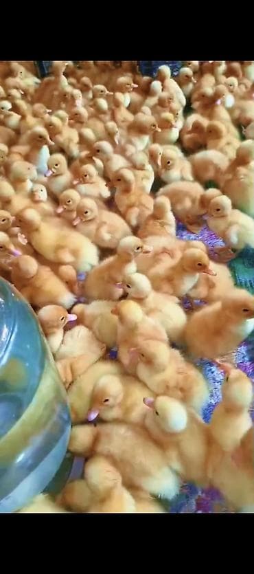 Ördəklər: Ördək balaları satilur — 2