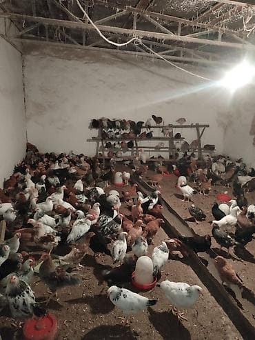 xoruz doyusleri: Dənəsi 10 AZN - Məhsul: Yumurta və ət istiqamətli qarışıq cins — 3